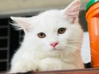 Persian (feline Breed)