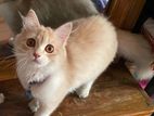 Persian female 6 month + carry basket free