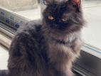 Persian female adult cat