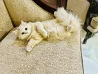 Persian Female Adult Cat