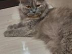 Persian female adult cat