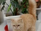 Persian Female Adult Cat