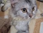 Persian Female Adult Cat