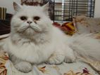 Persian Female Adult