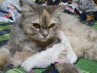 Persian female adult