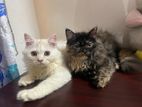 Persian Female and Male Kitten