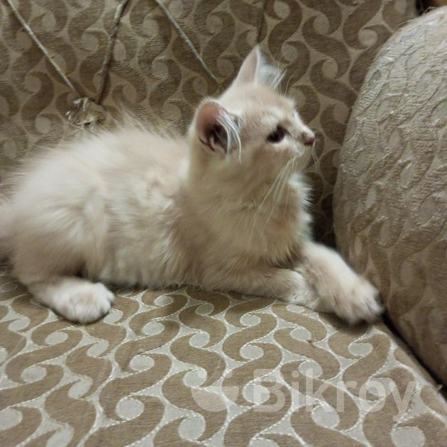persian female baby cat in Jatrabari Bikroy