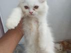Persian Female Baby Cat