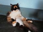Persian Female Calico cat
