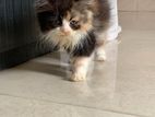 Persian Female ( Calico Kitten )