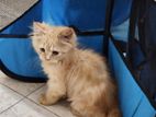 Persian Female Cat 3 Month