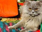 Persian female cat age 16 months price :10k