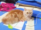 Persian female cat already hit ache 11 months