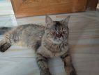 Persian Female Cat & Kitten