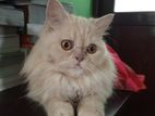 Persian female cat argent sell hobe
