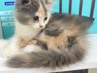 Persian Female Cat