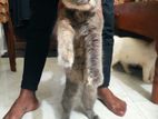 persian female cat