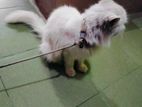 Persian Female Cat