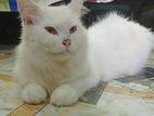 Persian Female cat