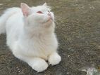 Persian female cat