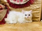 Persian female cat