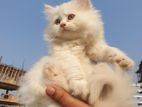 persian Female cat