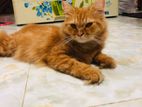 Persian female cat for sell
