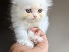 Persian Female cat