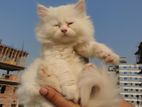 persian Female cat