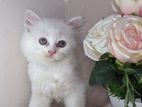 Persian female cat