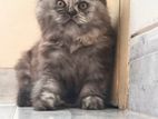 Persian female cat