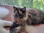 Persian Female Cat