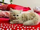 Persian Female Cat