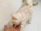 Persian female Cat