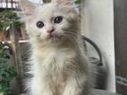 Persian Female cat