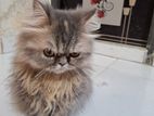 Persian female cat