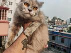 Persian female cat