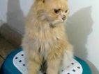 PERSIAN FEMALE CAT