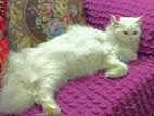 persian female cat 🐱🐈