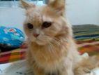 PERSIAN FEMALE CAT