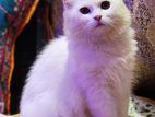 Persian Female Cat