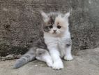 Persian Female Cat