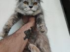 Persian female cat