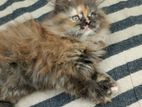 Persian Female Cat