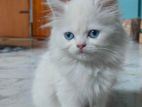 Persian female cat