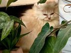 Persian Female cat