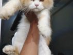 Persian female cat