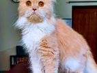 Persian Female Cat