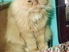 Persian Female Cat