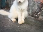 Persian female cat